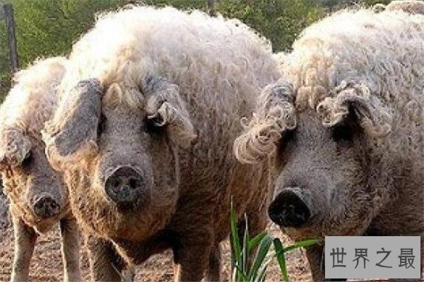 世界十大罕见动物 玻璃蛙能看到内脏，长耳跳鼠像是米老鼠