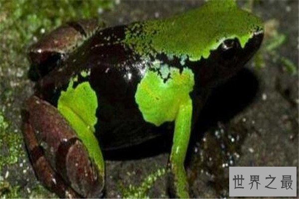 世界十大毒青蛙 KOKOE箭蛙叫声像鸟，黄金箭蛙三分钟让人毙命