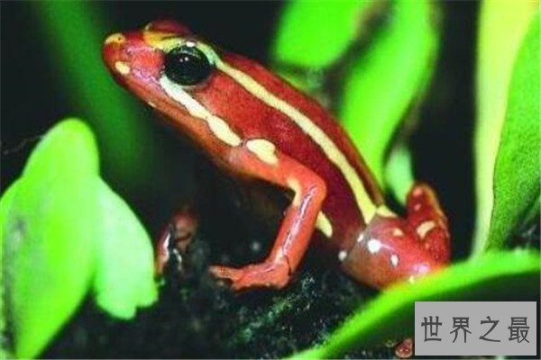 世界十大毒青蛙 KOKOE箭蛙叫声像鸟，黄金箭蛙三分钟让人毙命
