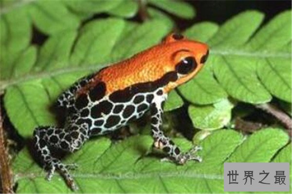 世界十大毒青蛙 KOKOE箭蛙叫声像鸟，黄金箭蛙三分钟让人毙命