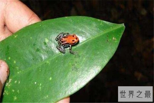 世界十大毒青蛙 KOKOE箭蛙叫声像鸟，黄金箭蛙三分钟让人毙命