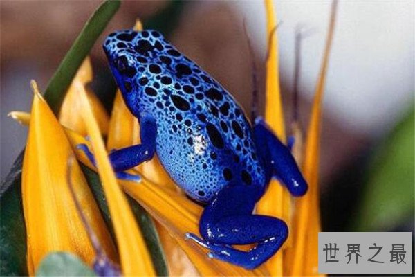 世界十大毒青蛙 KOKOE箭蛙叫声像鸟，黄金箭蛙三分钟让人毙命