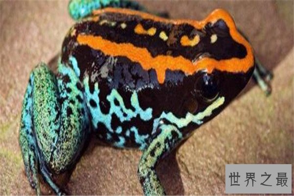 世界十大毒青蛙 KOKOE箭蛙叫声像鸟，黄金箭蛙三分钟让人毙命