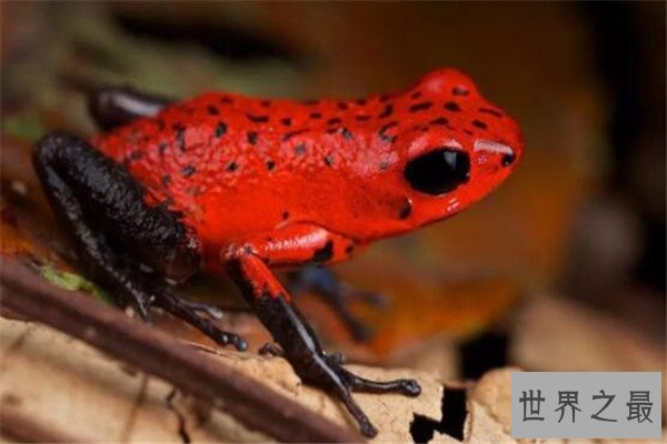 世界十大毒青蛙 KOKOE箭蛙叫声像鸟，黄金箭蛙三分钟让人毙命