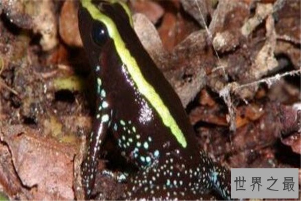 世界十大毒青蛙 KOKOE箭蛙叫声像鸟，黄金箭蛙三分钟让人毙命