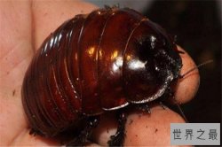 世界十大奇特的昆虫 叶虫好像有变身的能力，第四像外星人