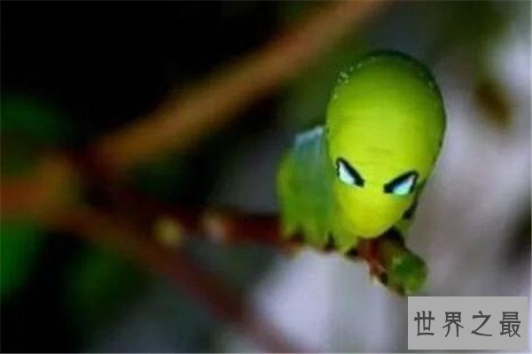 世界十大奇特的昆虫 叶虫好像有变身的能力，第四像外星人