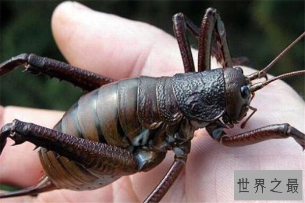 世界十大奇特的昆虫 叶虫好像有变身的能力，第四像外星人