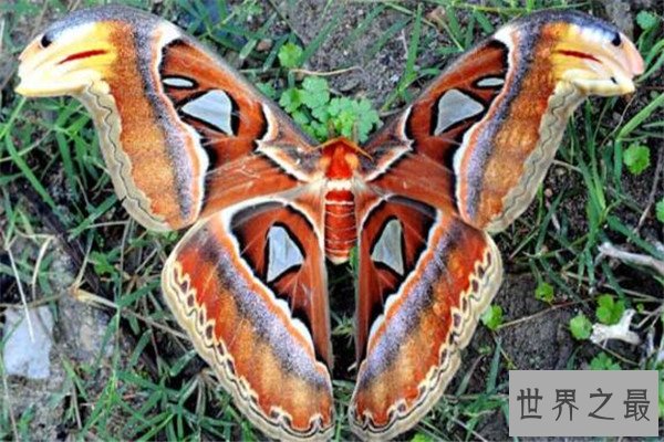 世界十大奇特的昆虫 叶虫好像有变身的能力，第四像外星人