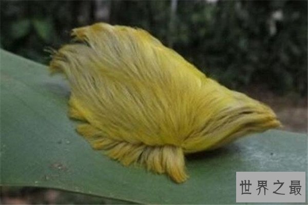 世界十大奇特的昆虫 叶虫好像有变身的能力，第四像外星人