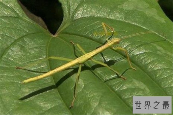 世界十大奇特的昆虫 叶虫好像有变身的能力，第四像外星人