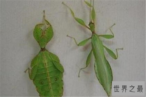 世界十大奇特的昆虫 叶虫好像有变身的能力，第四像外星人