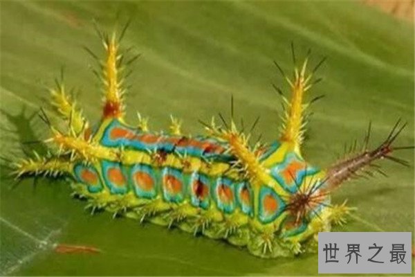 世界十大奇特的昆虫 叶虫好像有变身的能力，第四像外星人