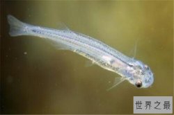 世界十大奇怪的鱼 水滴鱼以长得丑闻名，最后一个攻击性很强