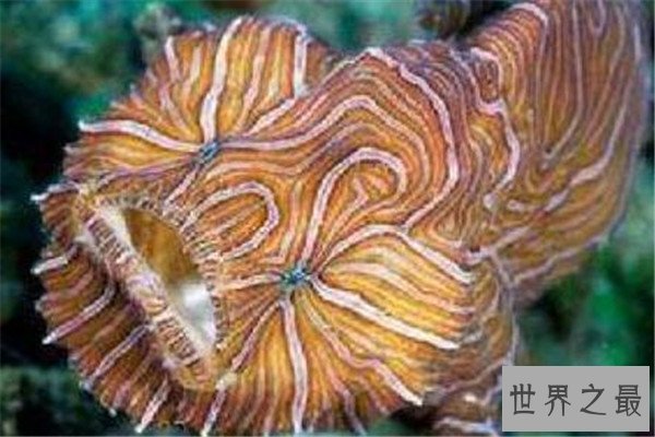 世界十大奇怪的鱼 水滴鱼以长得丑闻名，最后一个攻击性很强