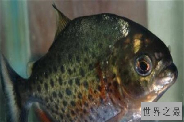 世界十大奇怪的鱼 水滴鱼以长得丑闻名，最后一个攻击性很强