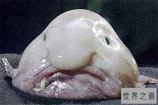 世界十大奇怪的鱼 水滴鱼以长得丑闻名，最后一个攻击性很强