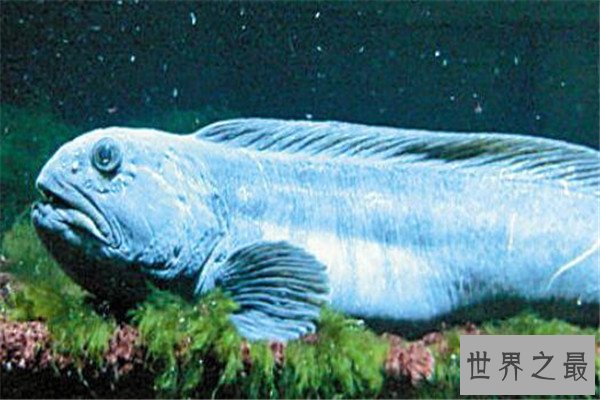 世界十大奇怪的鱼 水滴鱼以长得丑闻名，最后一个攻击性很强