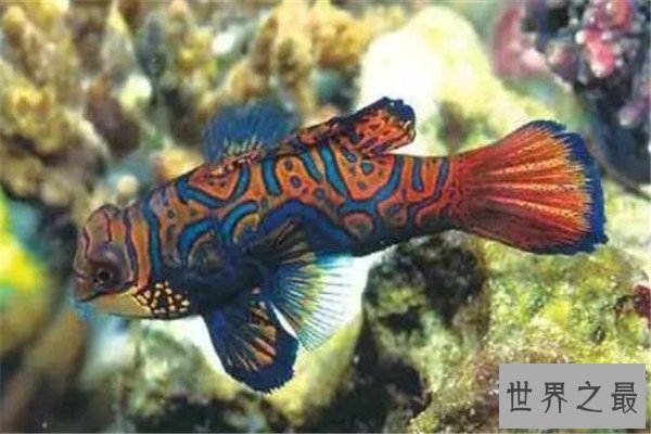 世界十大奇怪的鱼 水滴鱼以长得丑闻名，最后一个攻击性很强