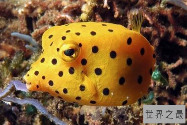 世界十大奇怪的鱼 水滴鱼以长得丑闻名，最后一个攻击性很强