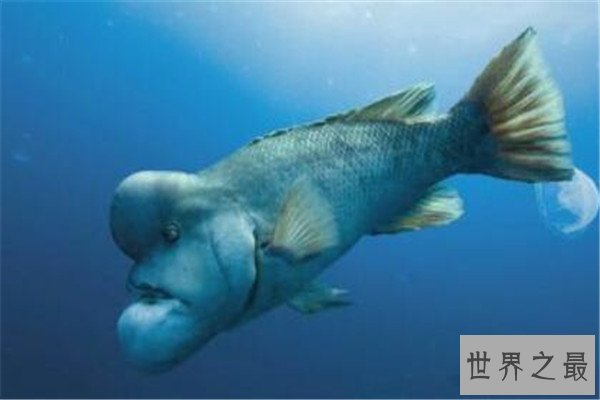 世界十大奇怪的鱼 水滴鱼以长得丑闻名，最后一个攻击性很强