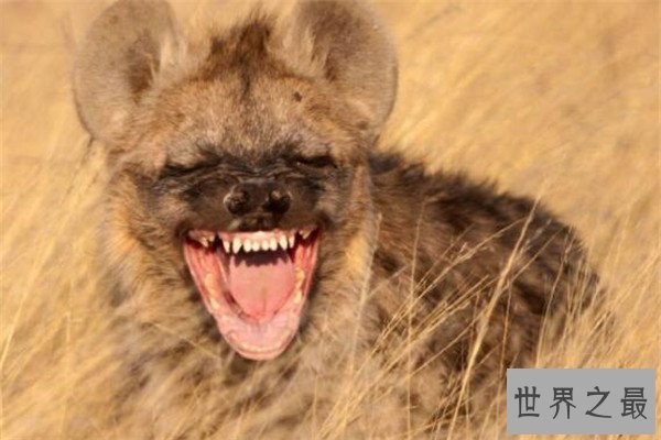 世界十大最凶猛动物 河马一口能咬死鳄鱼，猎人最怕巨型野猪