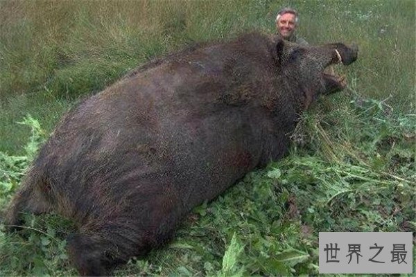 世界十大最凶猛动物 河马一口能咬死鳄鱼，猎人最怕巨型野猪