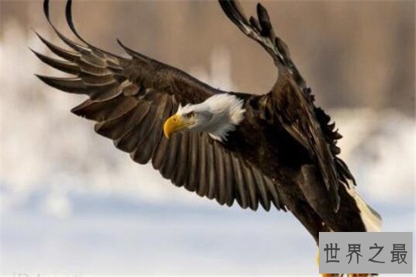 世界十大最凶猛动物 河马一口能咬死鳄鱼，猎人最怕巨型野猪