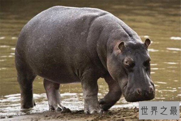 世界十大最凶猛动物 河马一口能咬死鳄鱼，猎人最怕巨型野猪