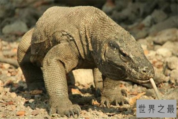 世界十大最凶猛动物 河马一口能咬死鳄鱼，猎人最怕巨型野猪