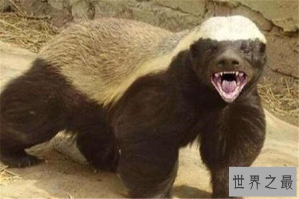 世界十大最凶猛动物 河马一口能咬死鳄鱼，猎人最怕巨型野猪