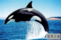 世界十大最凶猛动物 河马一口能咬死鳄鱼，猎人最怕巨型野猪