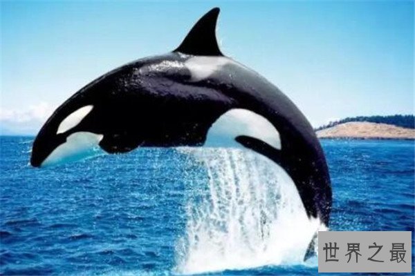 世界十大最凶猛动物 河马一口能咬死鳄鱼，猎人最怕巨型野猪