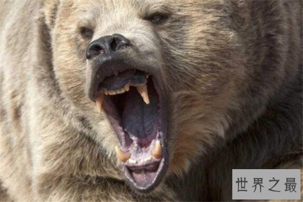 世界十大体型动物 娃娃鱼上榜，鲸鲨行动速度很缓慢