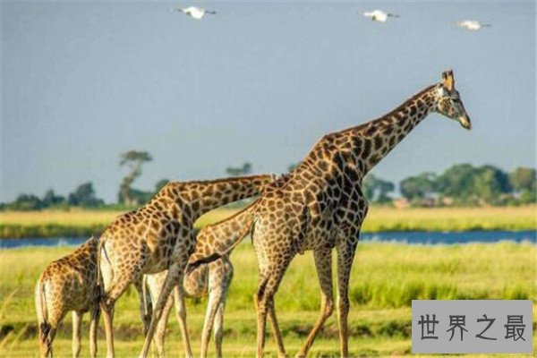 世界十大体型动物 娃娃鱼上榜，鲸鲨行动速度很缓慢