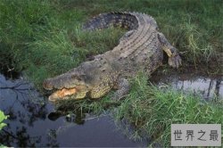 世界十大体型动物 娃娃鱼上榜，鲸鲨行动速度很缓慢