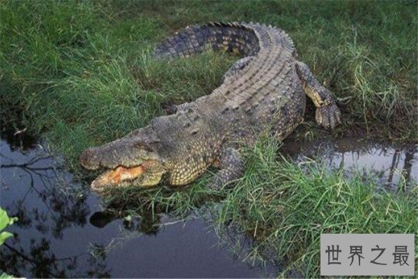 世界十大体型动物 娃娃鱼上榜，鲸鲨行动速度很缓慢