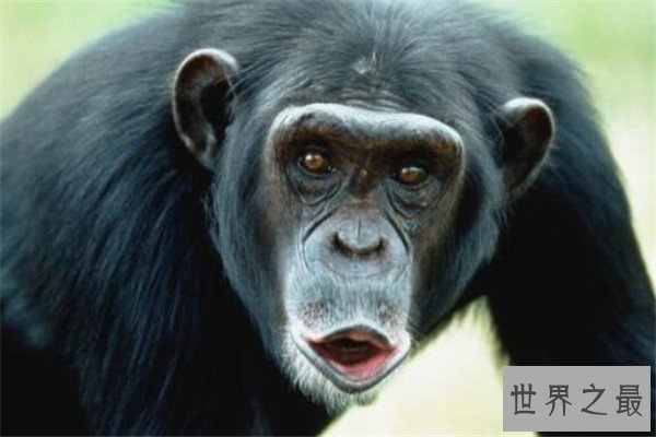 世界十大体型动物 娃娃鱼上榜，鲸鲨行动速度很缓慢