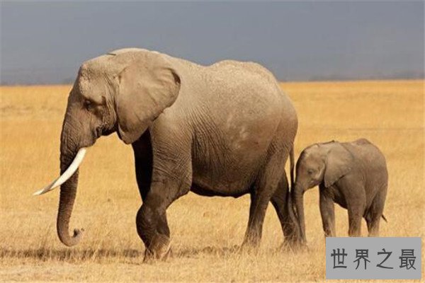 世界十大体型动物 娃娃鱼上榜，鲸鲨行动速度很缓慢