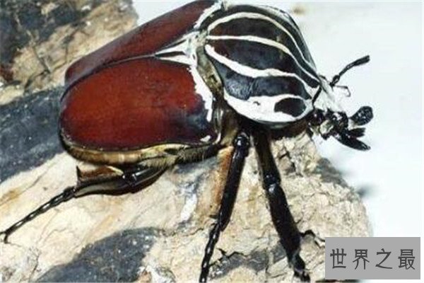 世界十大体型动物 娃娃鱼上榜，鲸鲨行动速度很缓慢