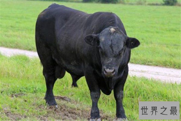 世界十大体型动物 娃娃鱼上榜，鲸鲨行动速度很缓慢