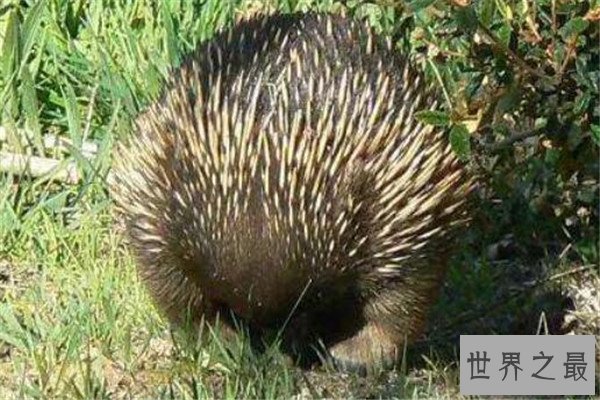 世界最懒的十大动物 树懒遇危险都懒得跑，第四走一步要十几秒