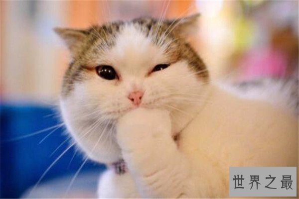 世界最懒的十大动物 树懒遇危险都懒得跑，第四走一步要十几秒