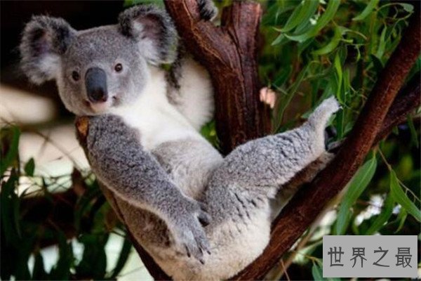 世界最懒的十大动物 树懒遇危险都懒得跑，第四走一步要十几秒