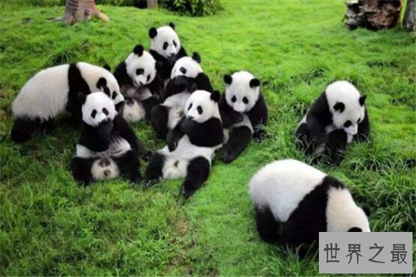 世界最懒的十大动物 树懒遇危险都懒得跑，第四走一步要十几秒