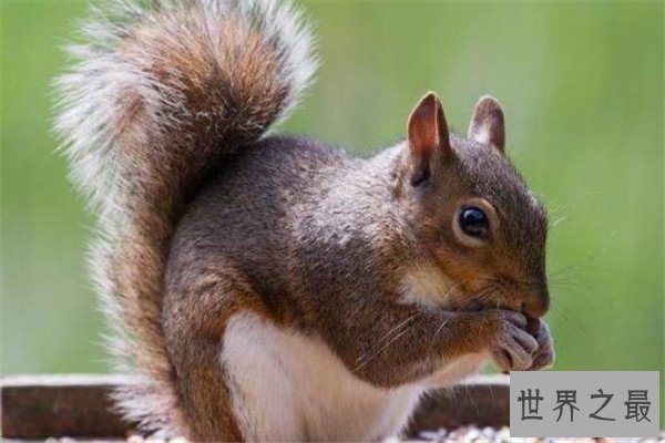 世界最懒的十大动物 树懒遇危险都懒得跑，第四走一步要十几秒