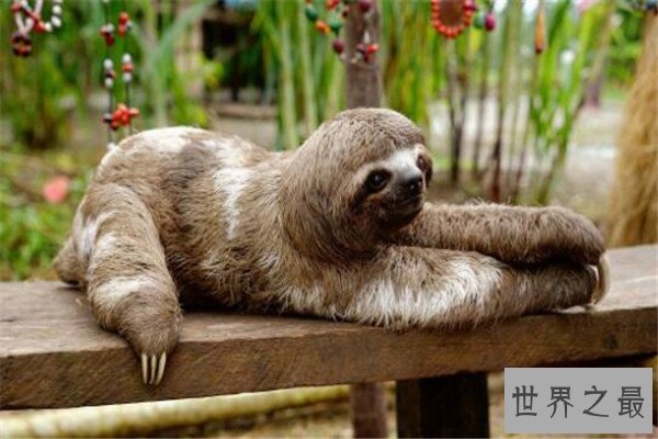 世界最懒的十大动物 树懒遇危险都懒得跑，第四走一步要十几秒