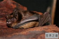 世界最懒的十大动物 树懒遇危险都懒得跑,第四走一步要十几秒