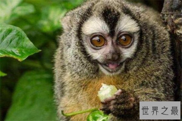 世界最懒的十大动物 树懒遇危险都懒得跑，第四走一步要十几秒