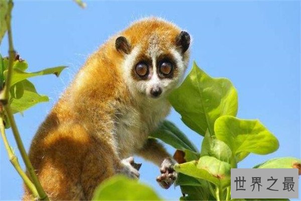 世界最懒的十大动物 树懒遇危险都懒得跑，第四走一步要十几秒